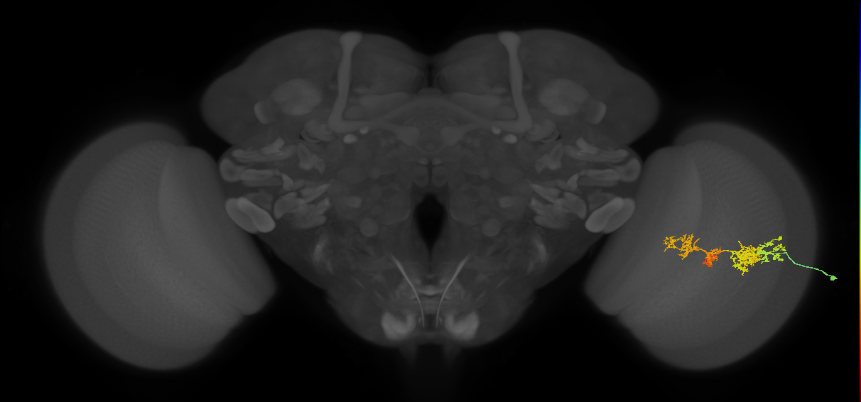 TmY15_R (JRC_OpticLobe:35687)