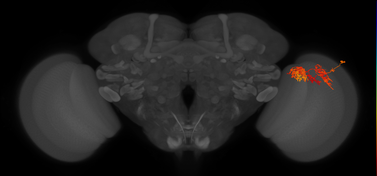 TmY15_R (JRC_OpticLobe:24914)