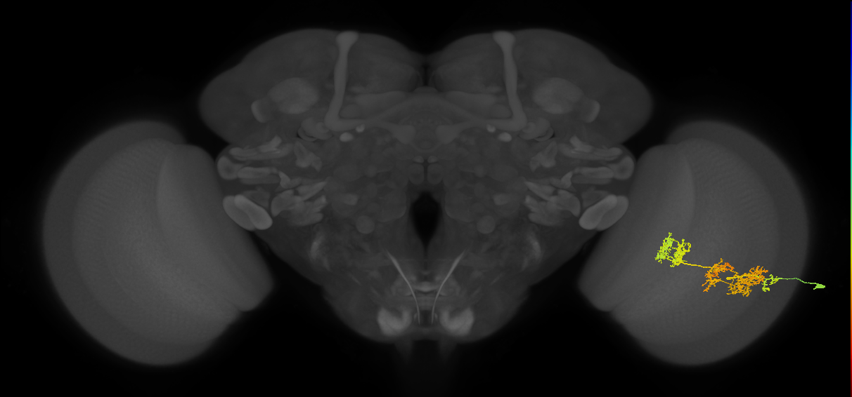 TmY15_R (JRC_OpticLobe:26151)