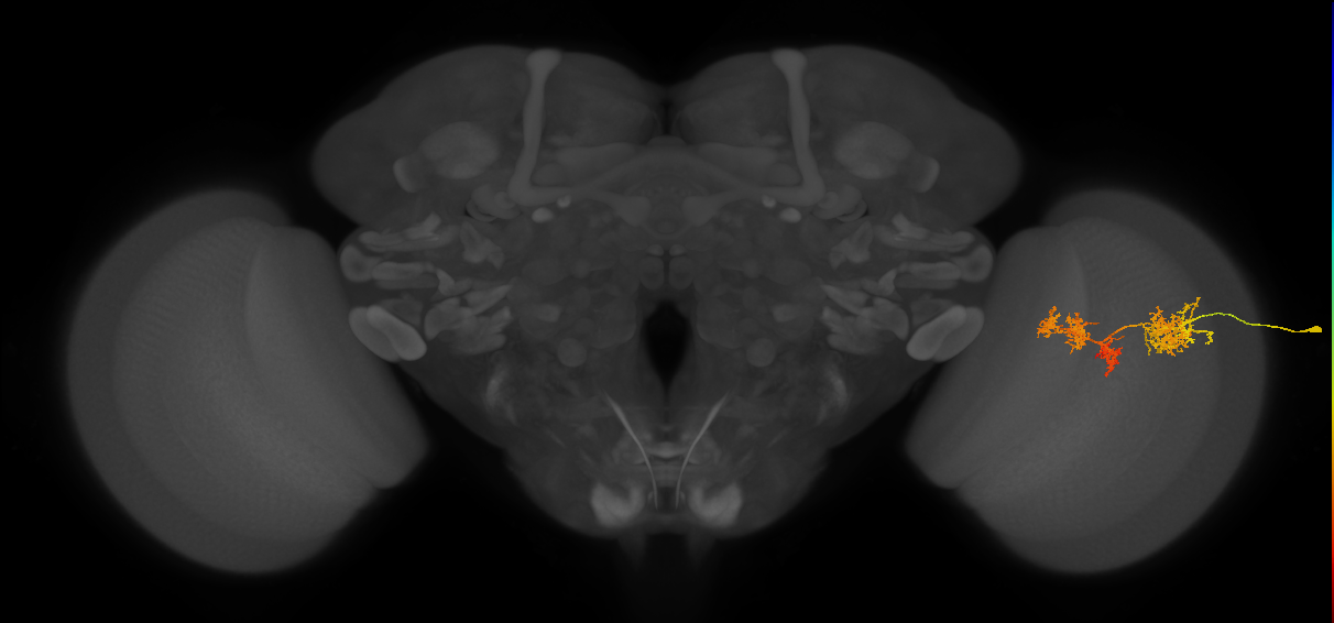 TmY15_R (JRC_OpticLobe:40357)