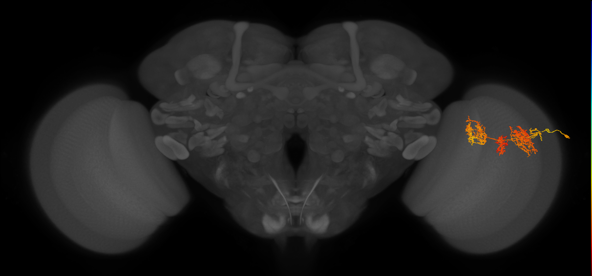 TmY15_R (JRC_OpticLobe:28233)