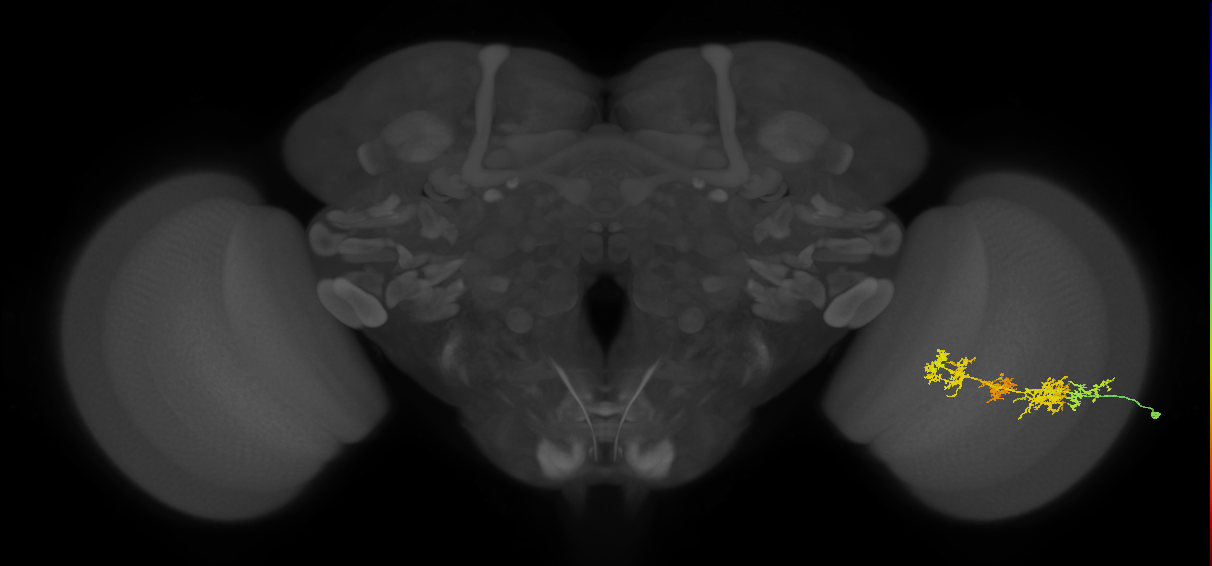 TmY15_R (JRC_OpticLobe:31065)