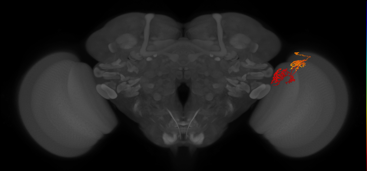 TmY15_R (JRC_OpticLobe:36566)