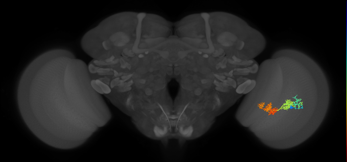TmY15_R (JRC_OpticLobe:27335)