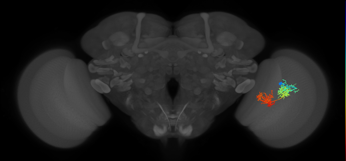 TmY15_R (JRC_OpticLobe:24490)
