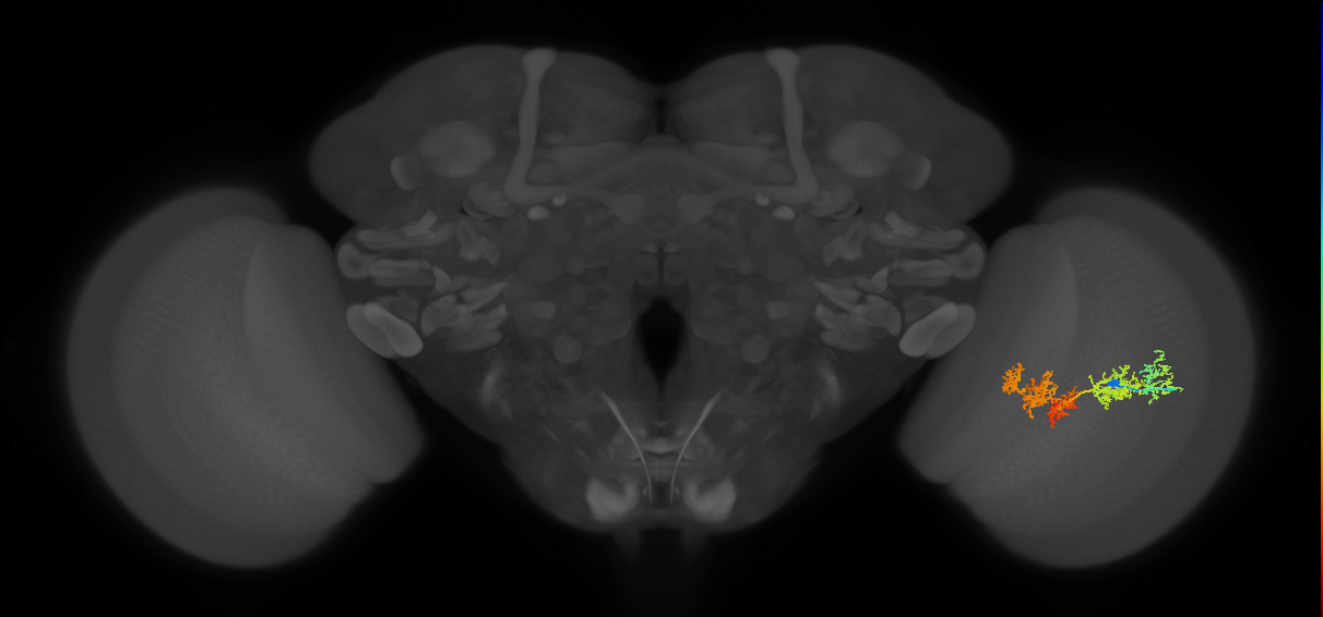 TmY15_R (JRC_OpticLobe:27257)
