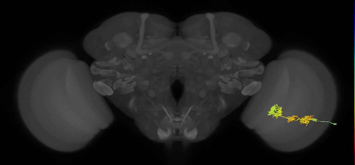 TmY15_R (JRC_OpticLobe:26486)