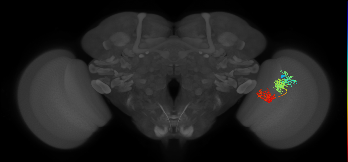 TmY15_R (JRC_OpticLobe:24328)