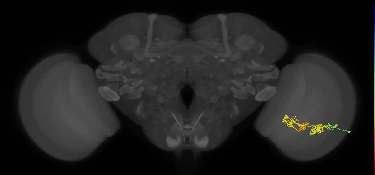TmY15_R (JRC_OpticLobe:32551)