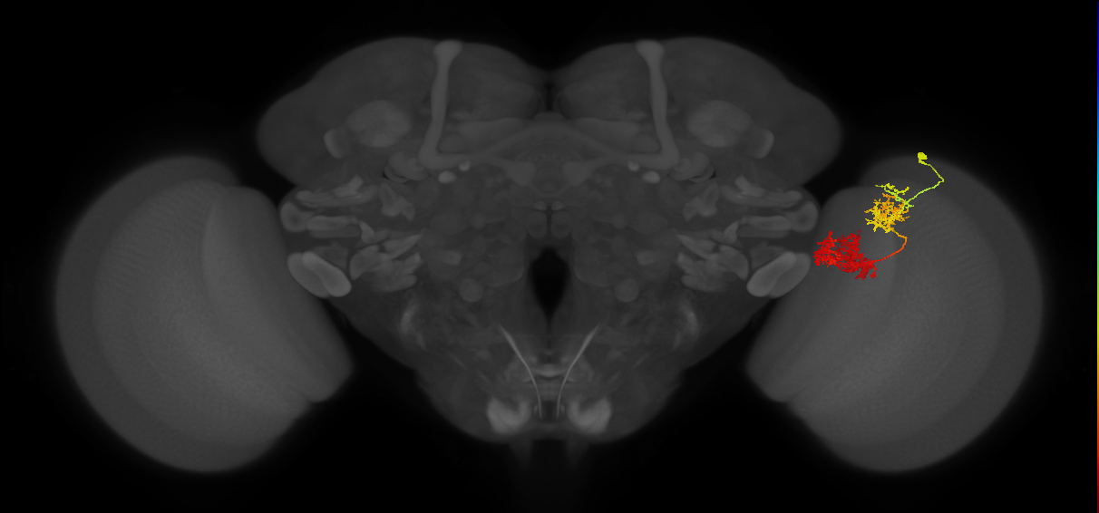 TmY15_R (JRC_OpticLobe:27835)