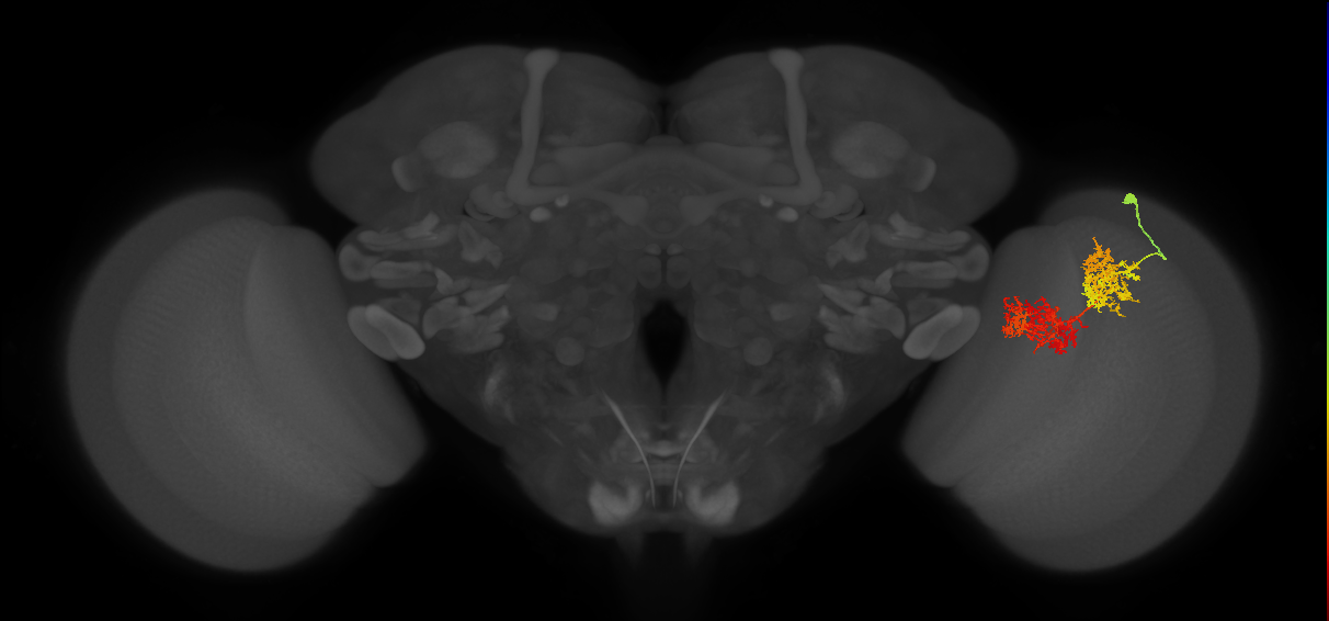 TmY15_R (JRC_OpticLobe:23965)