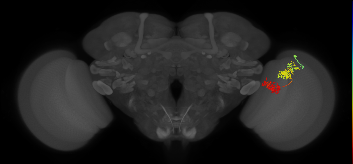 TmY15_R (JRC_OpticLobe:28587)