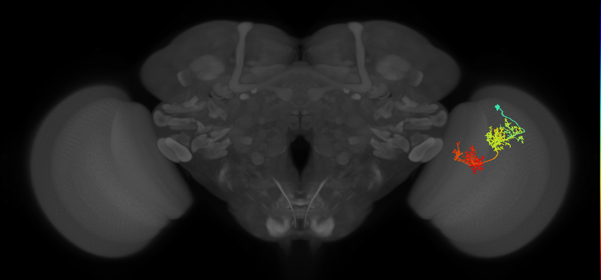 TmY15_R (JRC_OpticLobe:30569)
