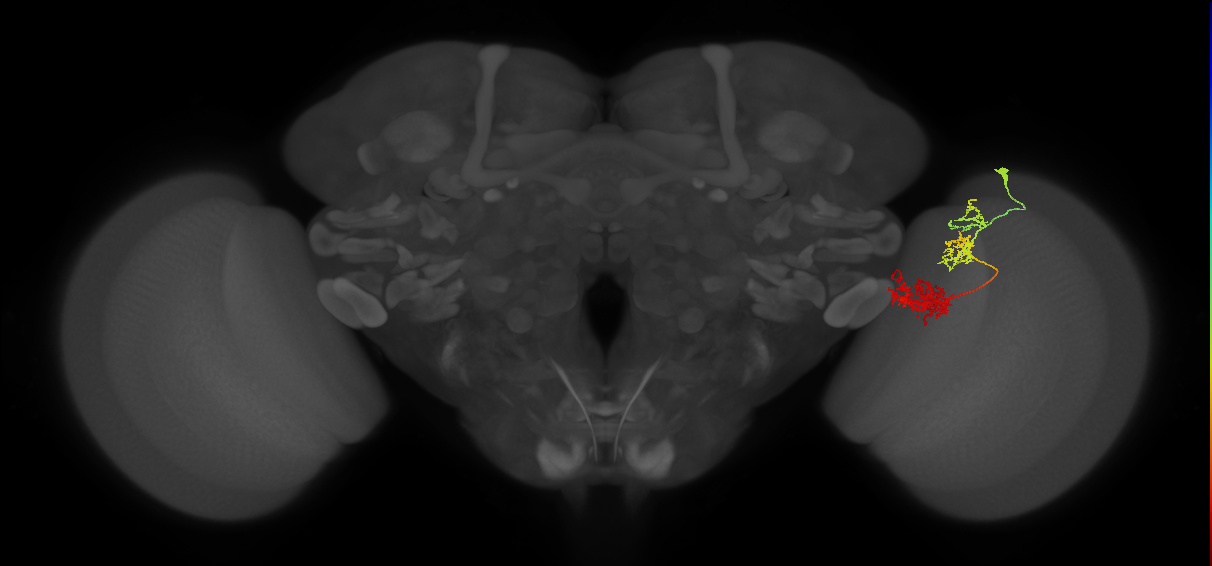 TmY15_R (JRC_OpticLobe:38485)