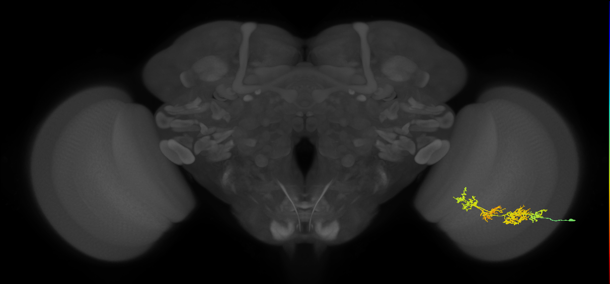 TmY15_R (JRC_OpticLobe:30323)