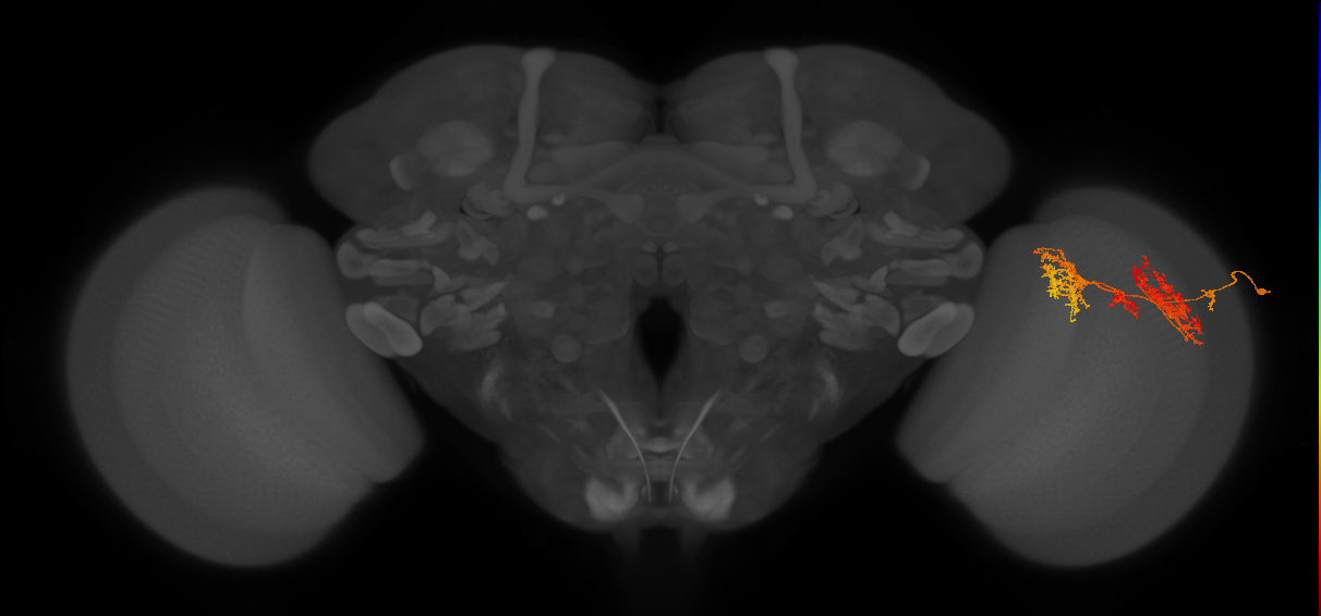 TmY15_R (JRC_OpticLobe:28502)