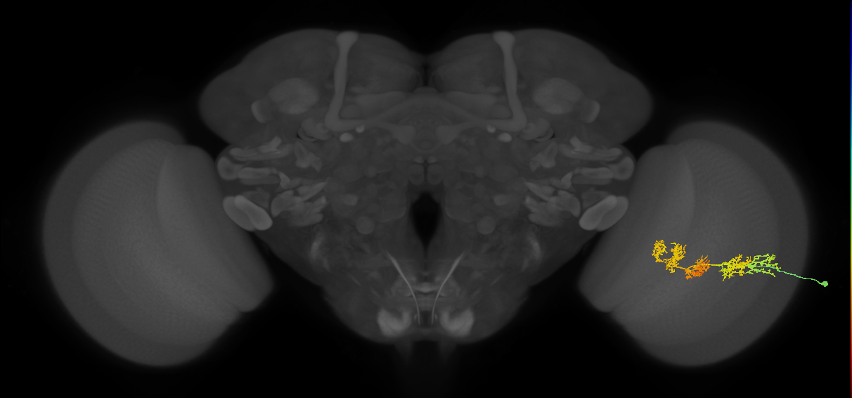 TmY15_R (JRC_OpticLobe:30975)