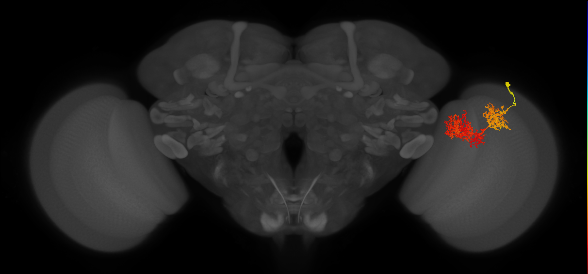 TmY15_R (JRC_OpticLobe:23853)