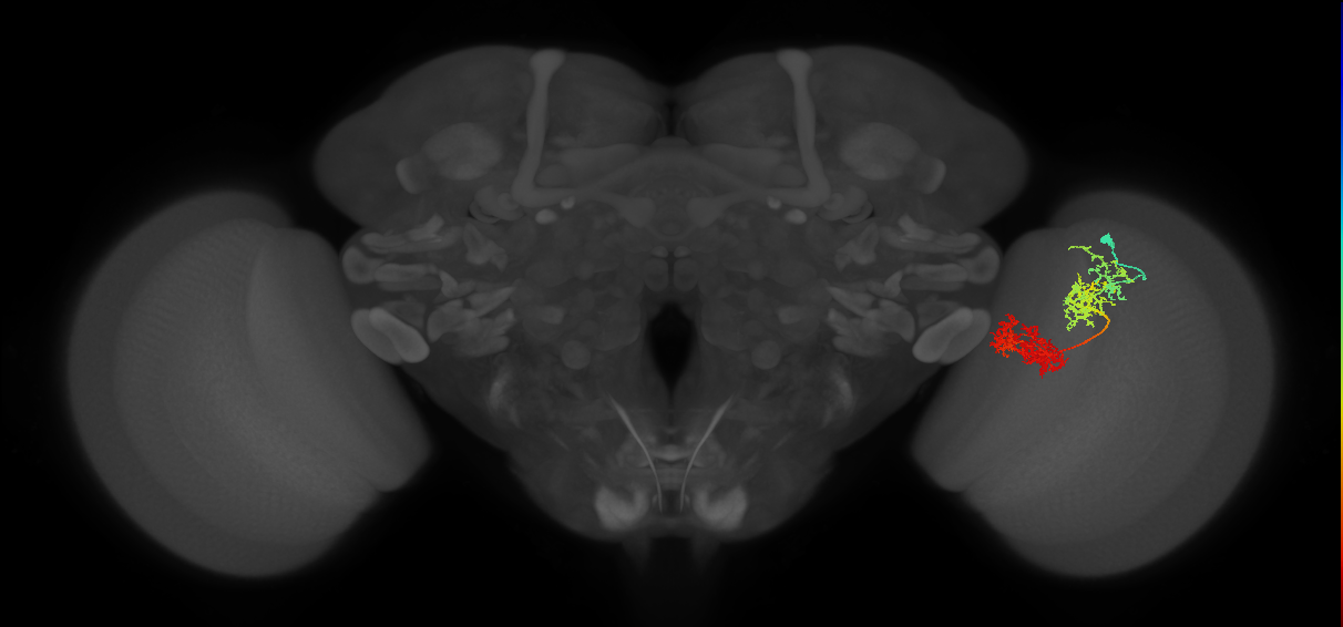 TmY15_R (JRC_OpticLobe:27990)