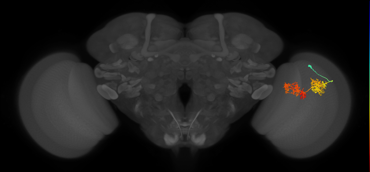 TmY15_R (JRC_OpticLobe:26106)