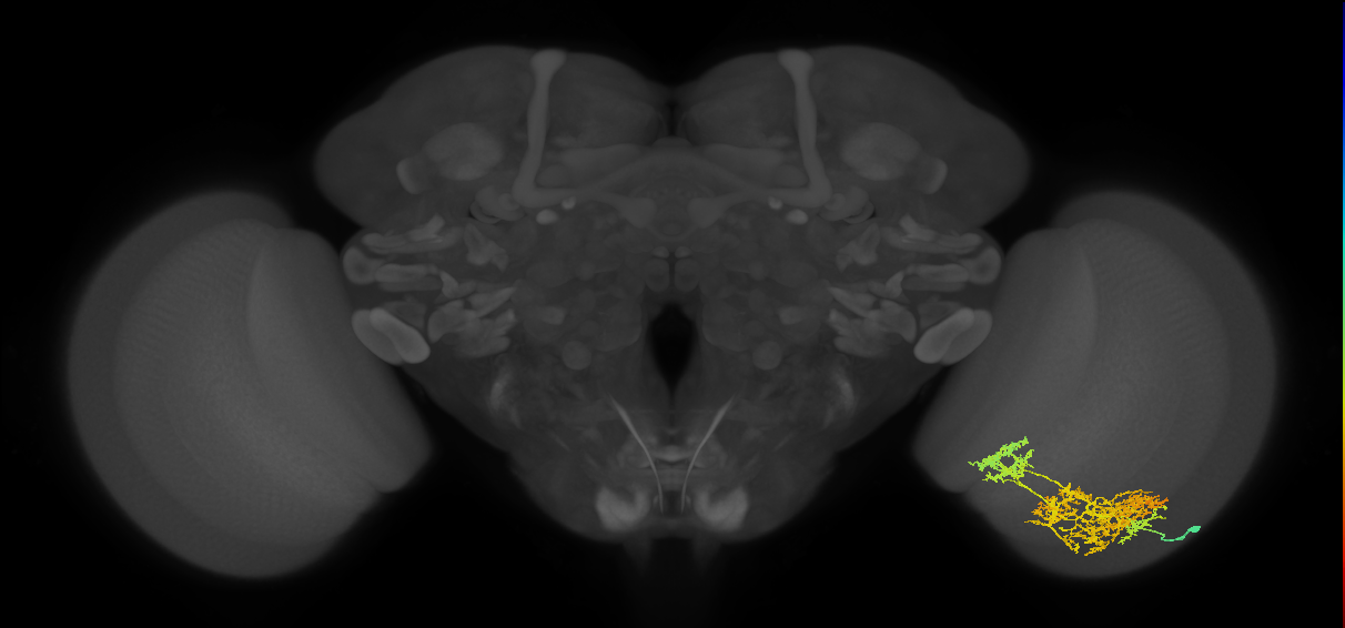 TmY15_R (JRC_OpticLobe:18523)
