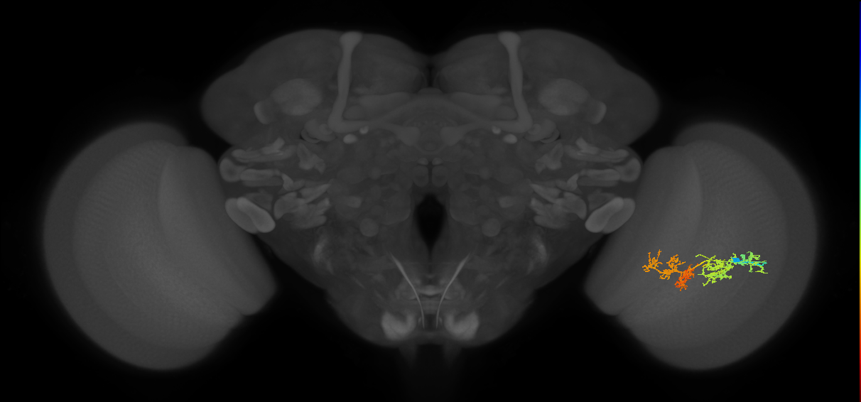 TmY15_R (JRC_OpticLobe:36576)
