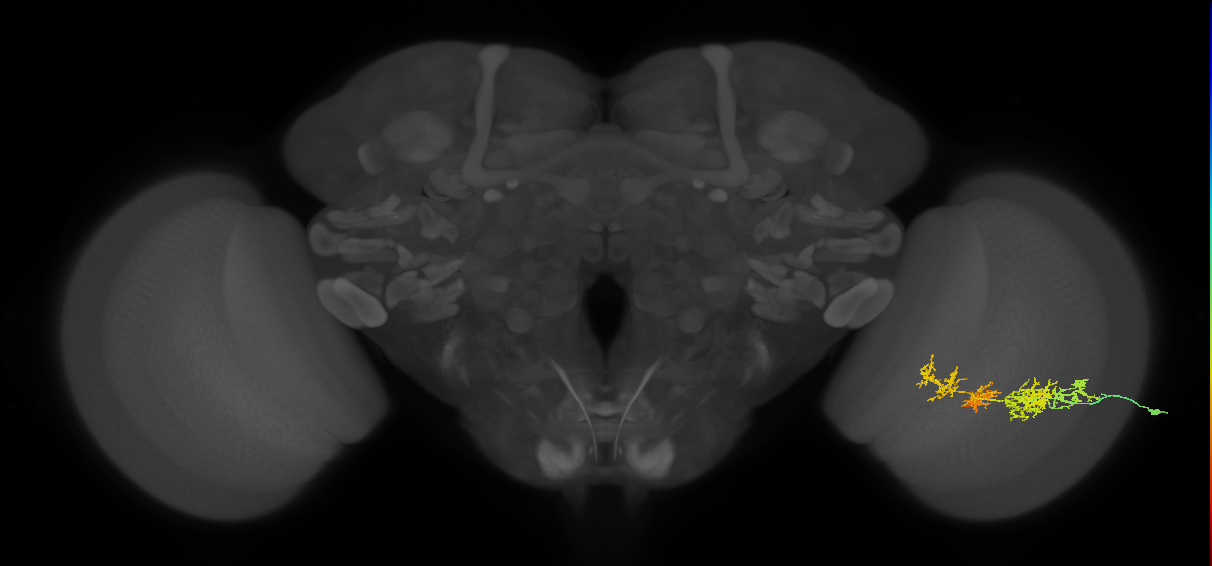 TmY15_R (JRC_OpticLobe:31425)