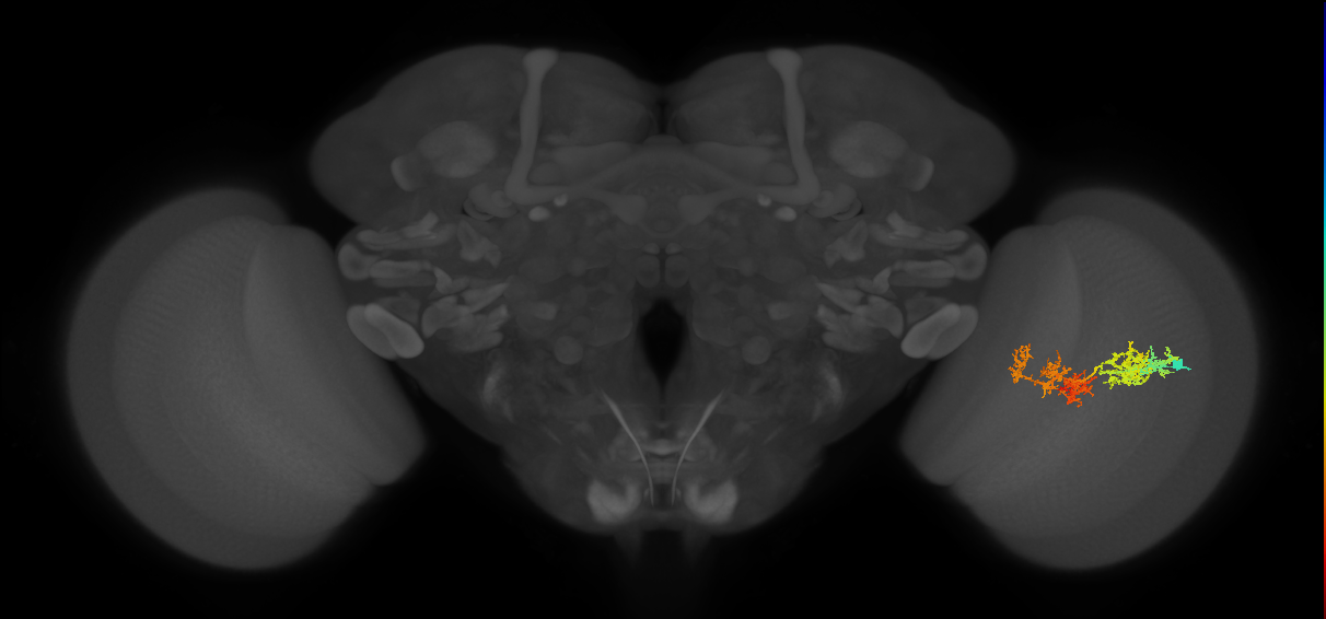 TmY15_R (JRC_OpticLobe:30060)
