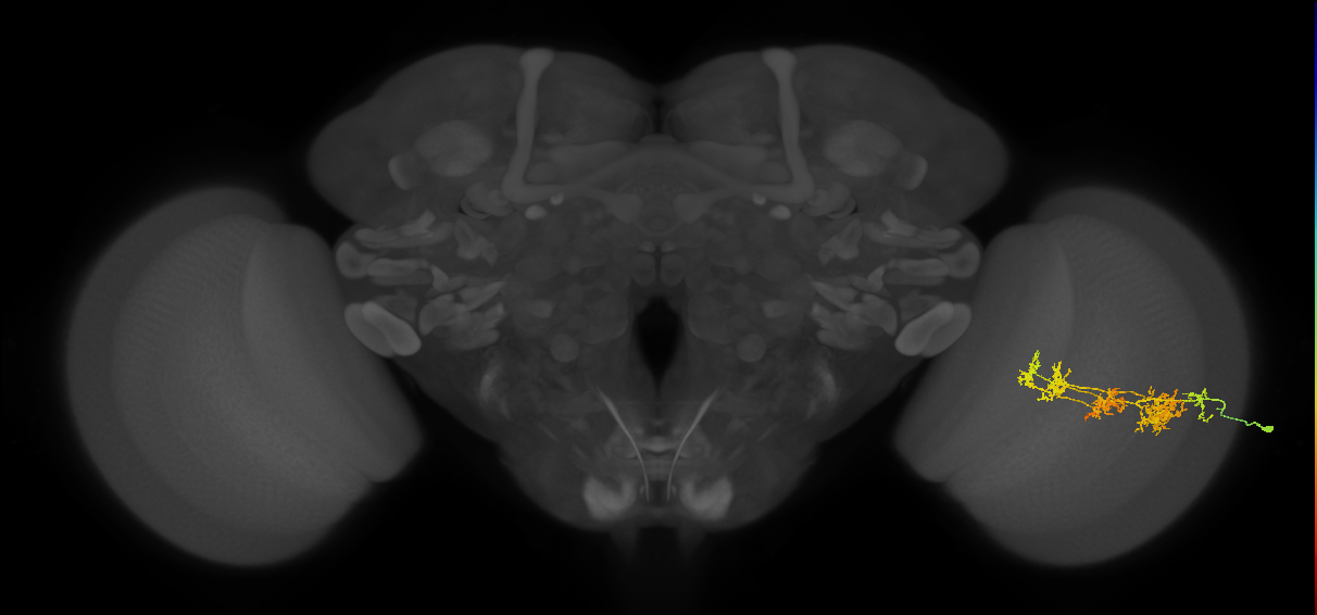 TmY15_R (JRC_OpticLobe:31464)