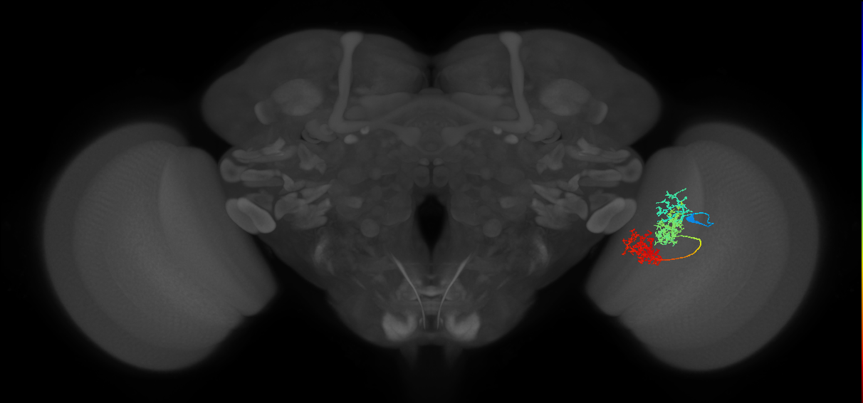 TmY15_R (JRC_OpticLobe:31497)