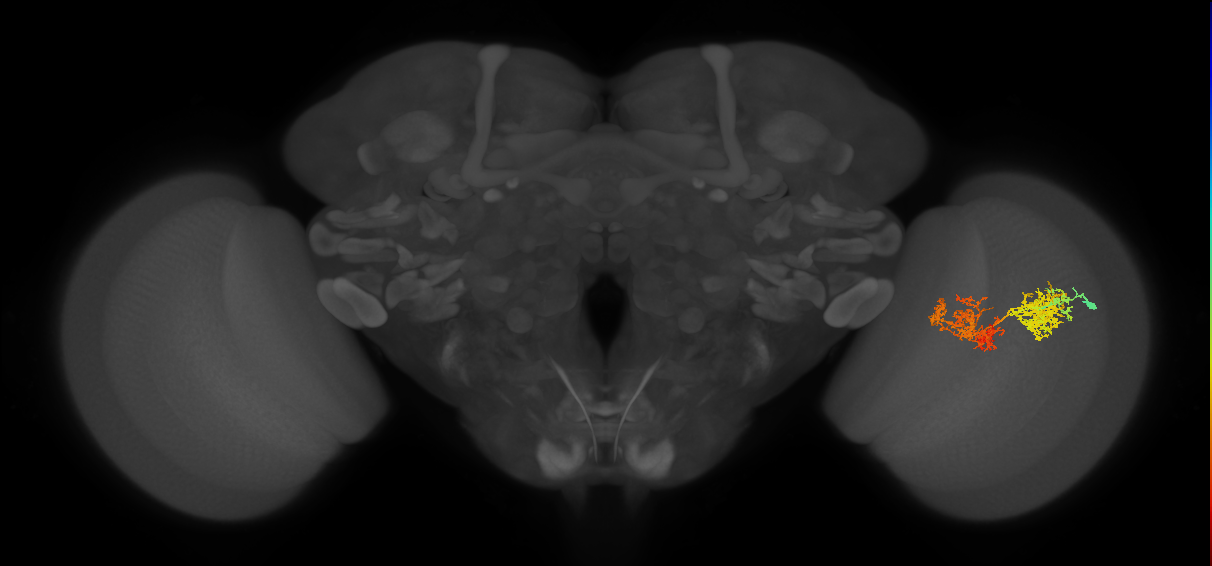 TmY15_R (JRC_OpticLobe:26372)