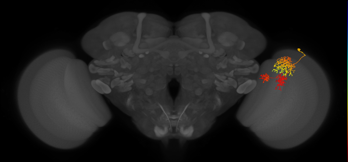 TmY16_R (JRC_OpticLobe:24445)