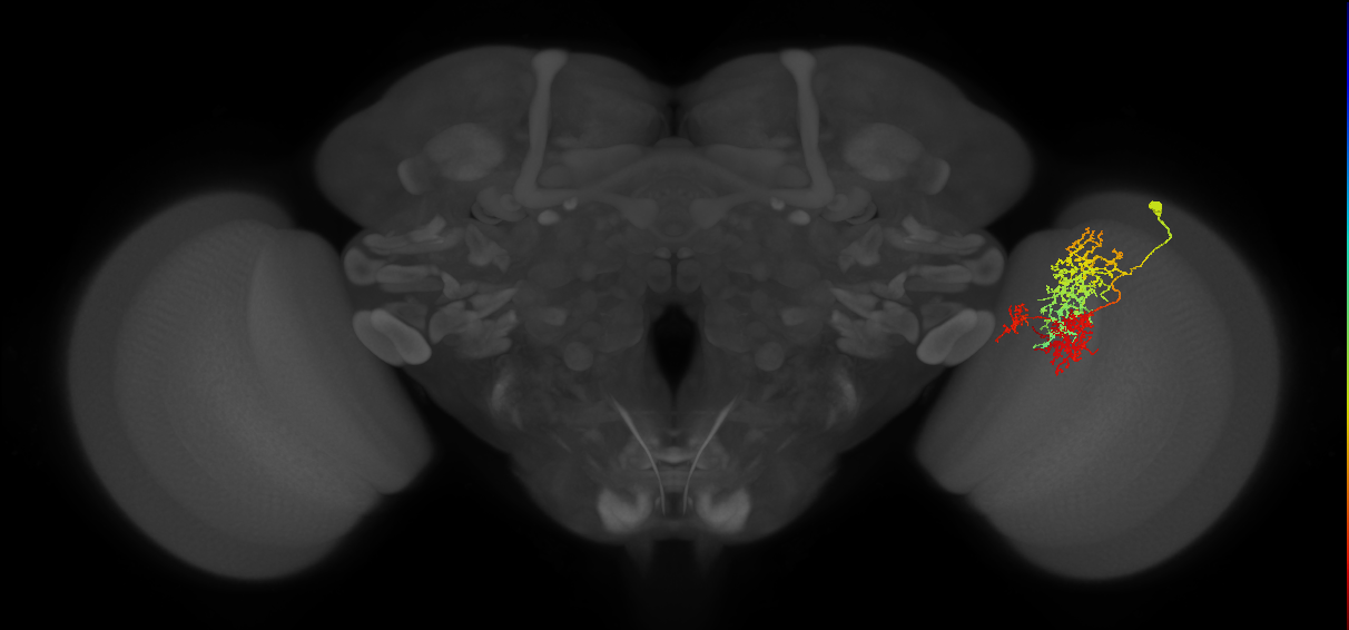 TmY16_R (JRC_OpticLobe:24351)