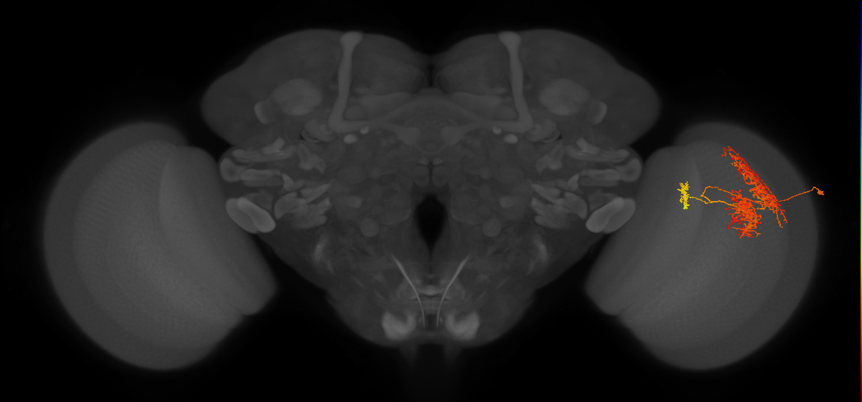 TmY16_R (JRC_OpticLobe:22511)