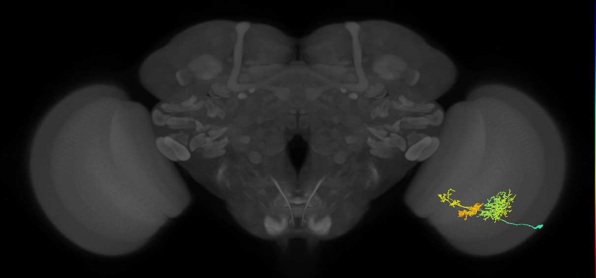 TmY16_R (JRC_OpticLobe:23765)