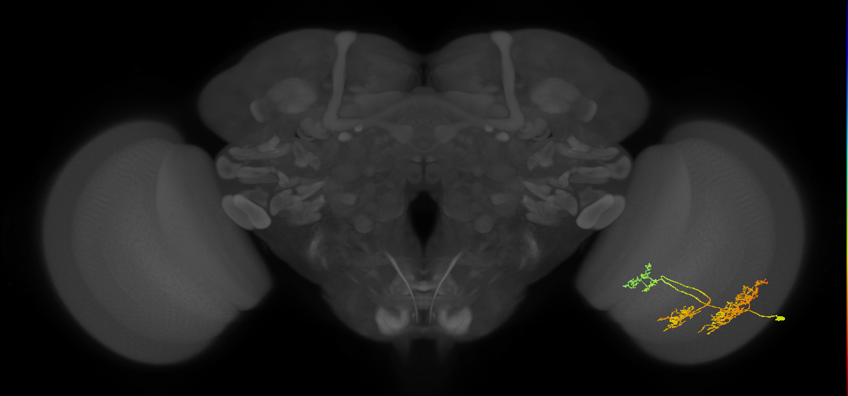 TmY16_R (JRC_OpticLobe:23609)