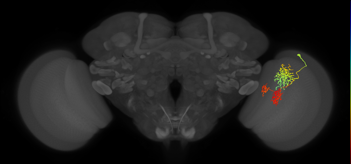 TmY16_R (JRC_OpticLobe:24999)