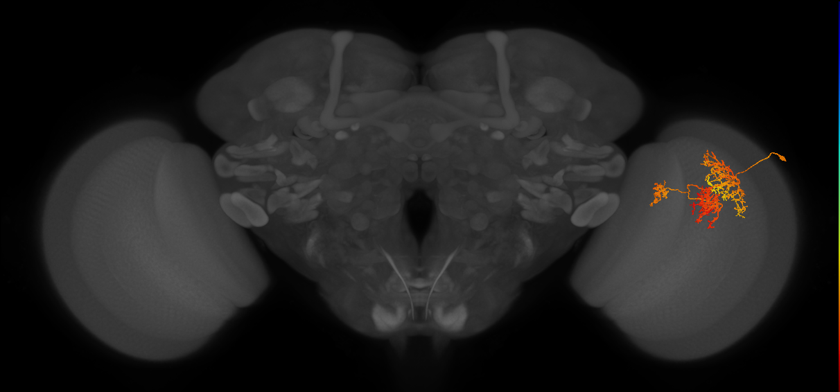 TmY16_R (JRC_OpticLobe:24008)