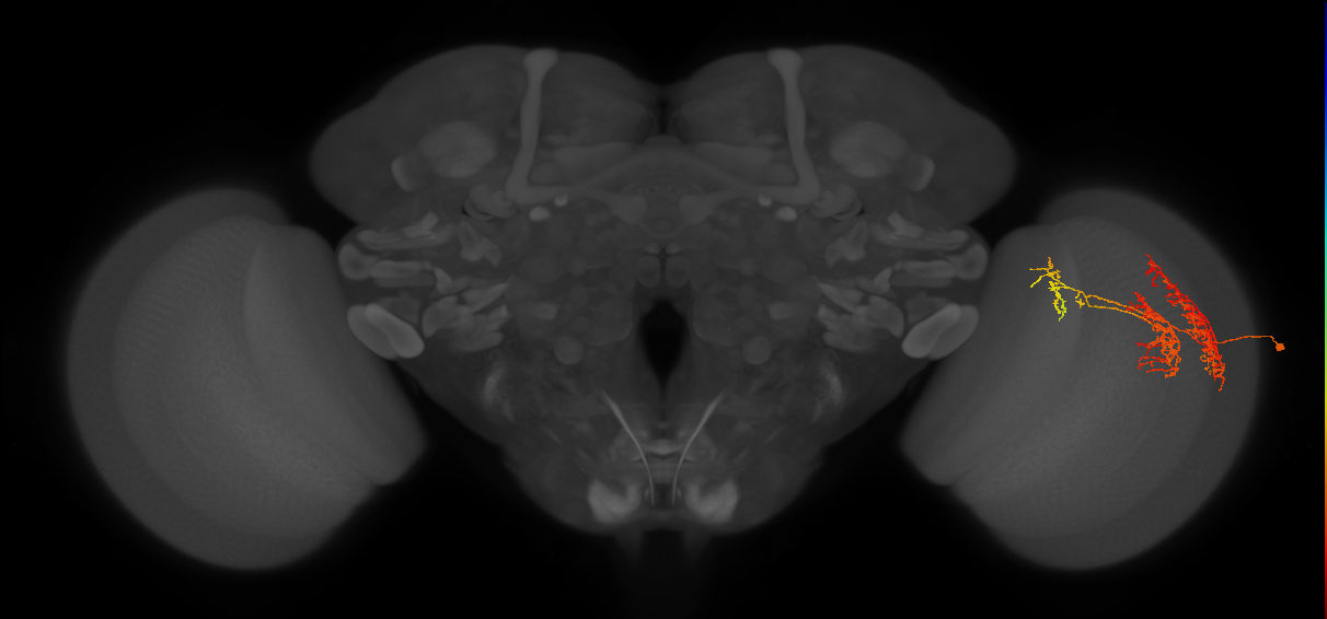 TmY16_R (JRC_OpticLobe:28061)