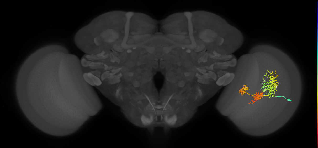 TmY16_R (JRC_OpticLobe:21359)
