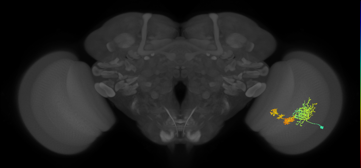 TmY16_R (JRC_OpticLobe:23353)