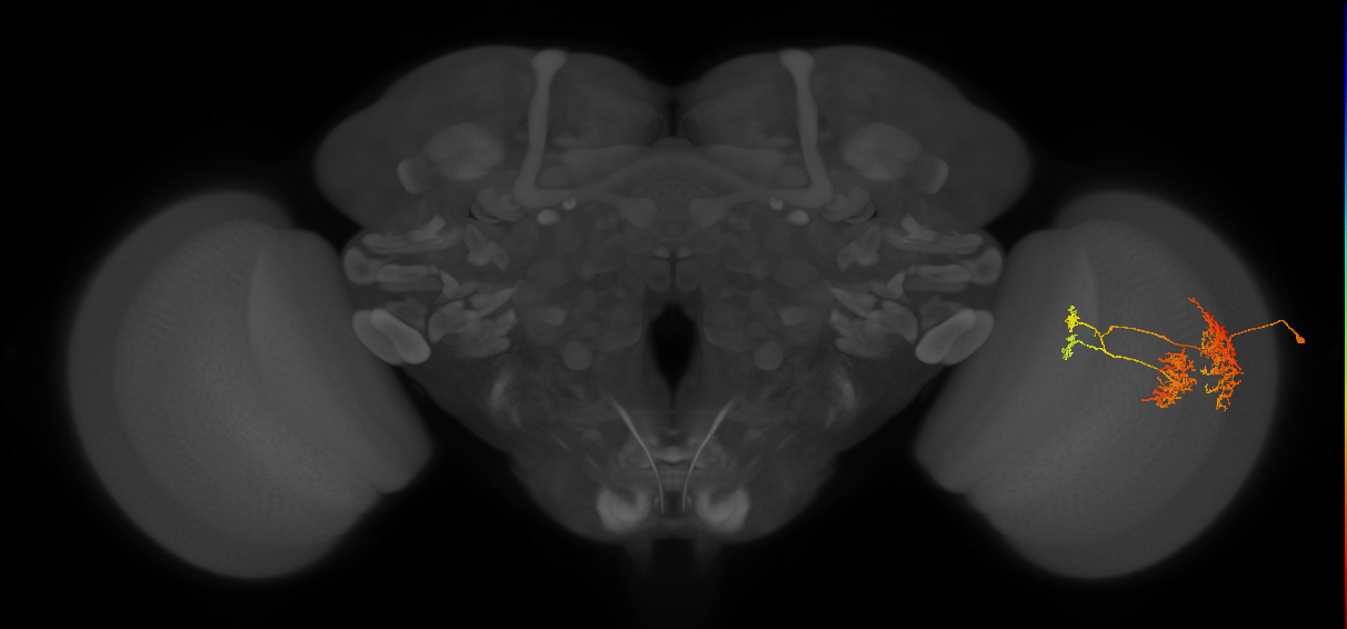 TmY16_R (JRC_OpticLobe:26233)