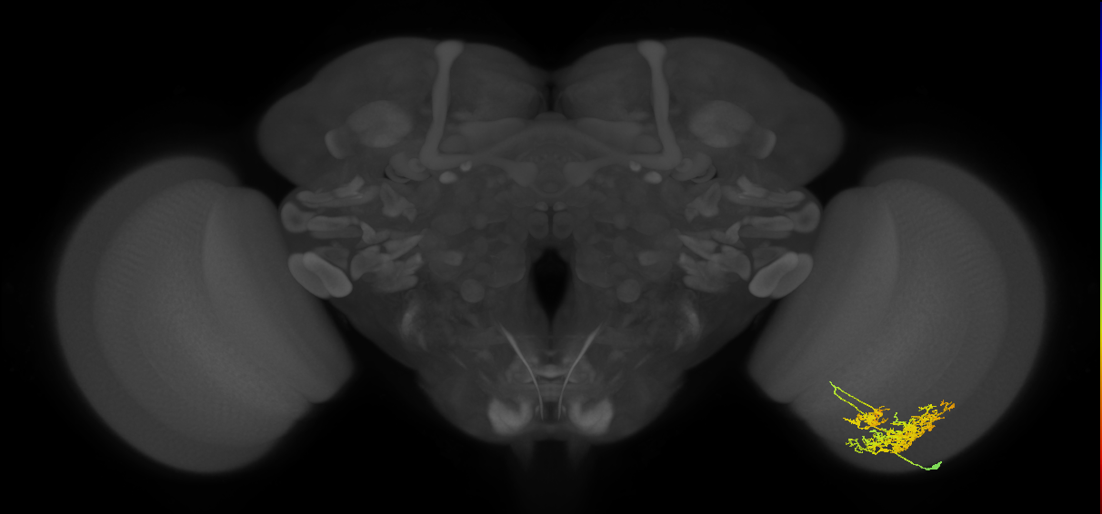 TmY16_R (JRC_OpticLobe:24864)