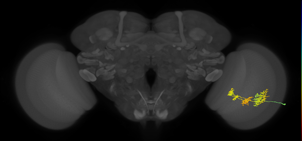 TmY16_R (JRC_OpticLobe:23216)