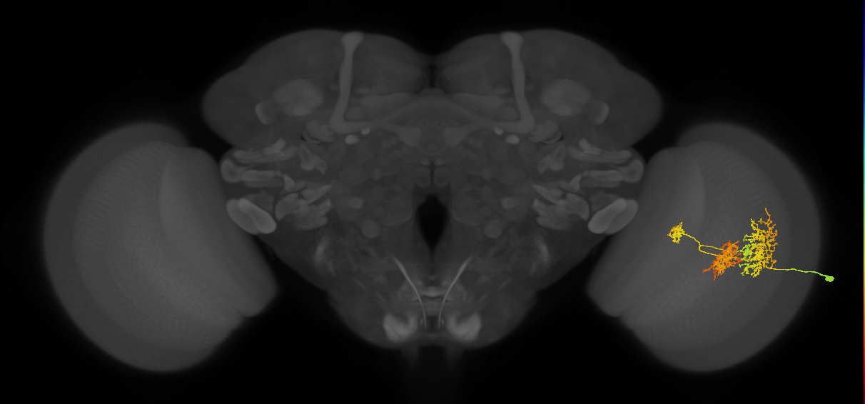 TmY16_R (JRC_OpticLobe:21936)