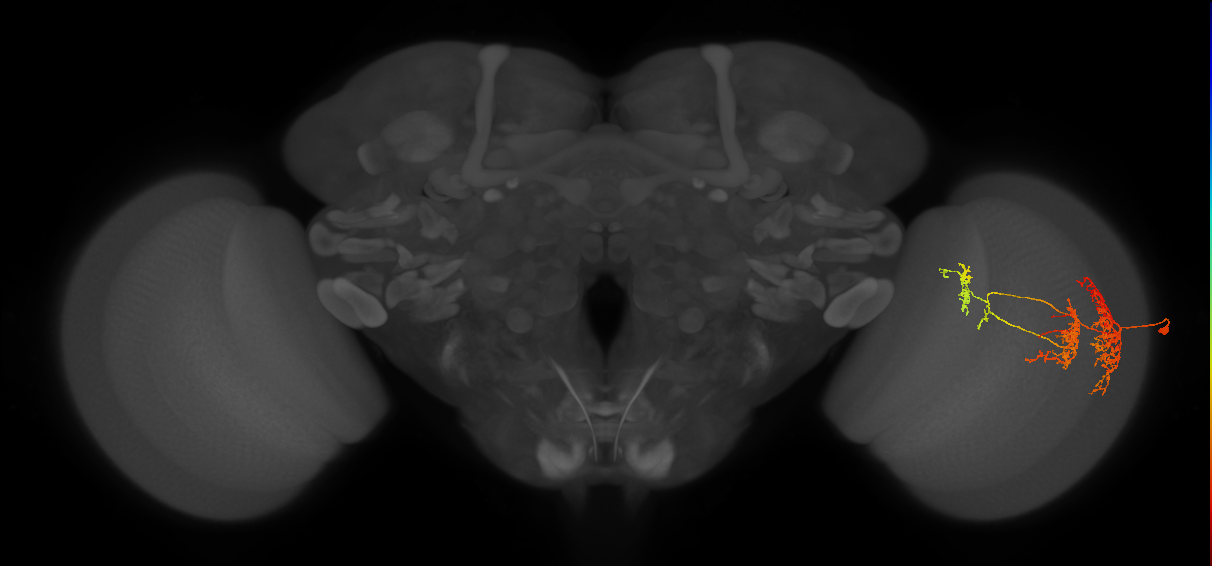 TmY16_R (JRC_OpticLobe:26361)