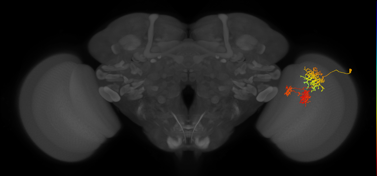 TmY16_R (JRC_OpticLobe:22616)