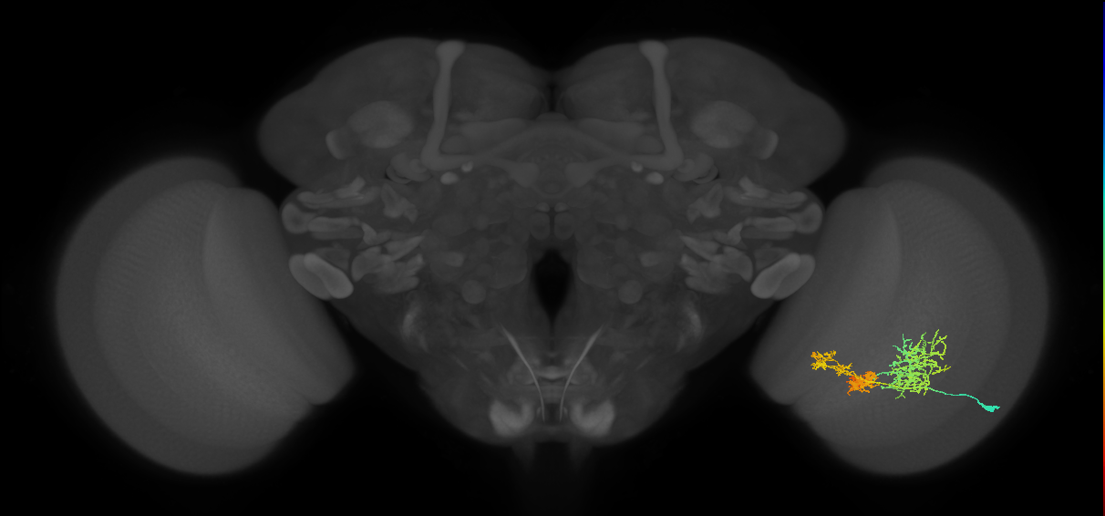 TmY16_R (JRC_OpticLobe:23670)