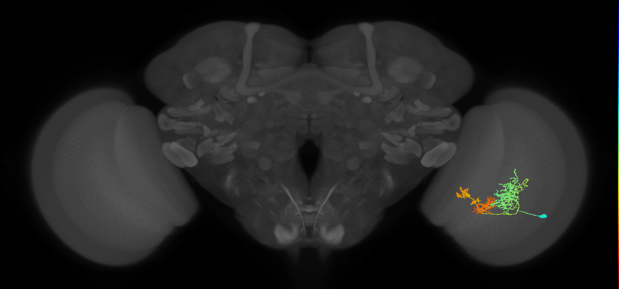 TmY16_R (JRC_OpticLobe:25164)