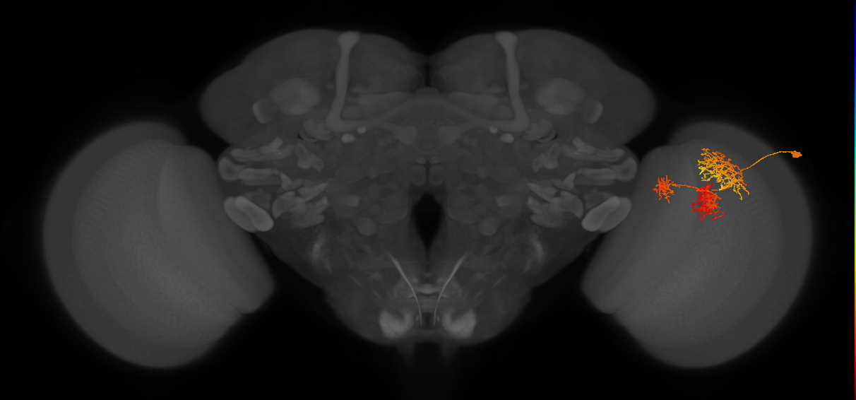 TmY16_R (JRC_OpticLobe:23726)